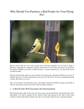 Why Should You Purchase a Bird Feeder for Your Flying Pet