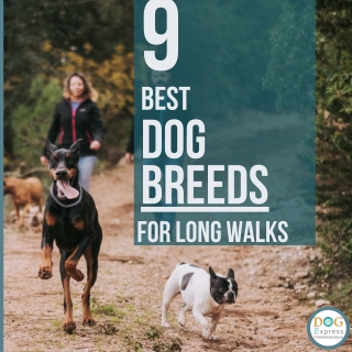 Best Dog Breeds For Long Walks