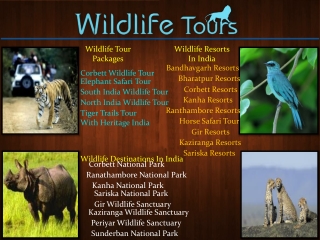 India Wildlife Tour