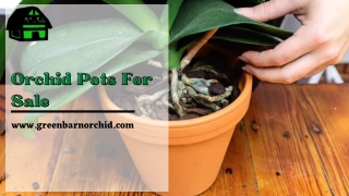 The Best Quality Orchid Pots for Sale - Green Barn Orchid