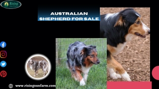 Get best Australian Shepherd for Sale at Rising Sun Farm