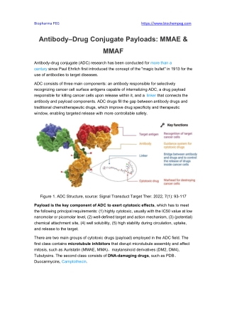 Antibody–Drug Conjugate Payloads MMAE & MMAF