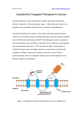 Claudin18.2 Targeted Therapies In Cancer