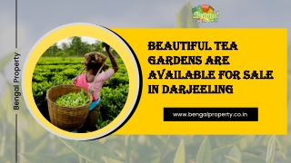 Beautiful Tea Gardens are Available for Sale in Darjeeling