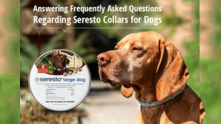 Answering Frequently Asked Questions Regarding Seresto Collars for Dogs