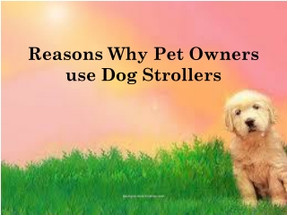 Reasons Why Pet Owners Use Dog Strollers