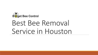 Best Bee Removal Service in Houston