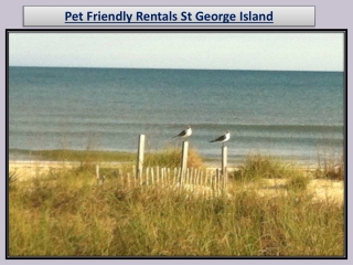 Pet Friendly Rentals St George Island