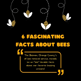 6 Fascinating Facts About Bees