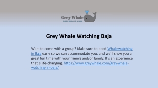 The Best Of Grey Whale Watching Baja Tours