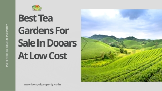 Best Tea Gardens For Sale In Dooars At Low-Cost