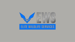 Rat Removal River Oaks - Elite Wildlife Services