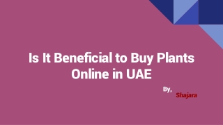 Is It Beneficial to Buy Plants Online in UAE