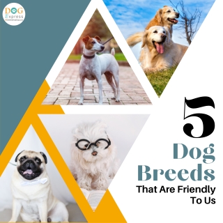 Dog Breeds That Are Friendly To Us