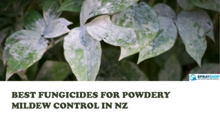 Best Fungicides For Powdery Mildew Control In NZ