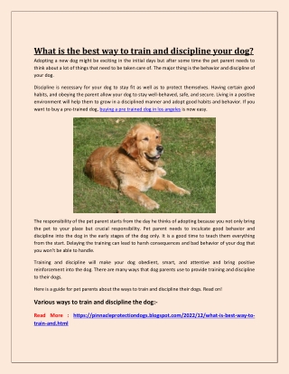 What is the best way to train and discipline your dog