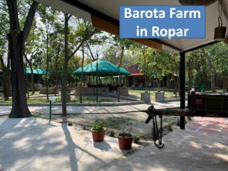 Ropar New Year Packages 2023 | Barota Farm New Year Packages