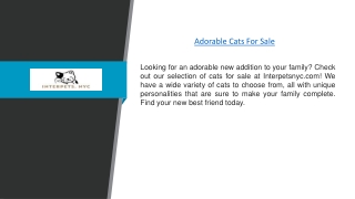 Adorable Cats For Sale | Interpetsnyc.com