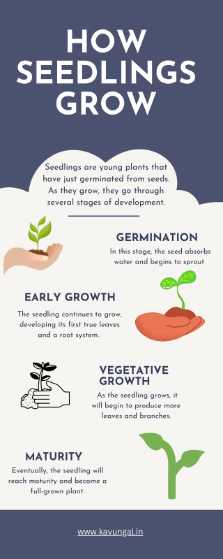 How Seedlings Grow