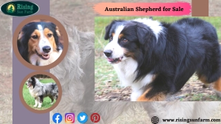 Looking for Australian Shepherd for Sale near me?