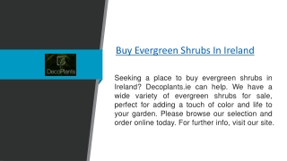 Buy Evergreen Shrubs In Ireland  Decoplants.ie