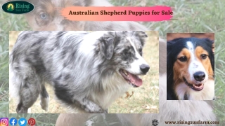Are you searching for Australian Shepherd Puppies for Sale?