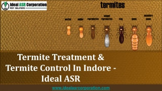 Termite Treatment & Termite Control In Indore - Ideal ASR