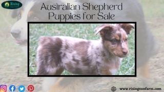 Find best Puppy with Australian Shepherd Puppies for Sale! At Rising Sun Farm