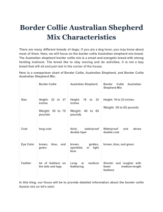 Border Collie Australian Shepherd Mix Characteristics