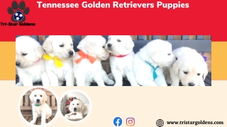 Get the most obedient dog now with Tennessee Golden Retrievers Puppies