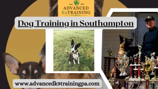 Find Out the Best Dog Training   – Advanced K9 Training