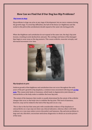 How Can we Find Out if Our Dog has Hip Problems
