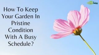How To Keep Your Garden In Pristine Condition With A Busy Schedule?