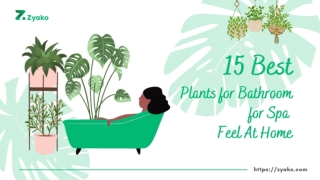 15 Best Plants for Bathroom for Spa Feel At Home