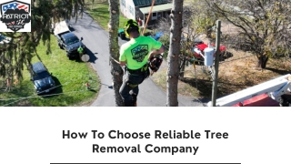 How To Choose Reliable Tree Removal Company