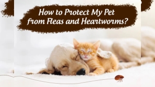 How to Protect My Pet from Fleas and Heartworms