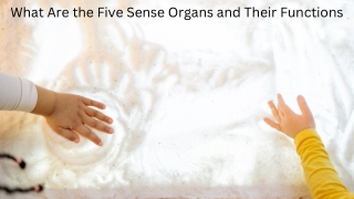 What Are the Five Sense Organs and Their Functions