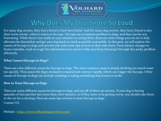 Why Does My Dog Snore So Loud