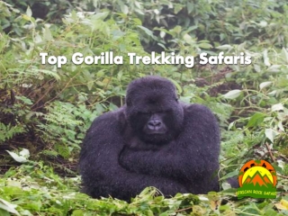 Top Gorilla Trekking Safaris