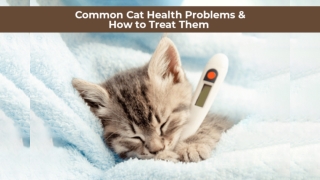 7 Common Cat Health Problems and How to Treat Them