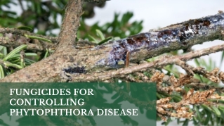 Fungicides for Controlling Phytophthora Disease