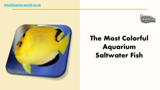 The Most Colorful Aquarium Saltwater Fish (2)