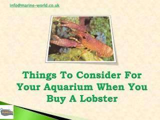 Things To Consider For Your Aquarium When You Buy A Lobster