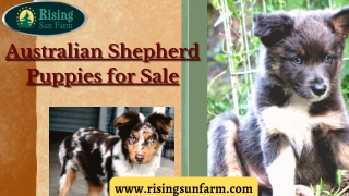 Get a best puppy from Australian Shepherd Puppy for Sale at Rising Sun Farm