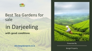 Best Tea Gardens for sale in Darjeeling with good conditions