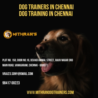 Dog Training In Chennai