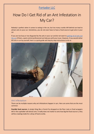 How Do I Get Rid of an Ant Infestation in My Car