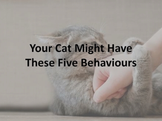 Your Cat Might Have These Five Behaviours