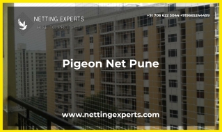 Pigeon Net Pune