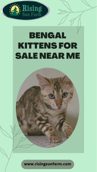 Looking for Bengal kittens for sale? At Rising Sun Farm